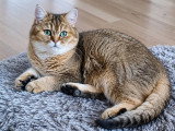 Chat mâle croisé British Shorthair à vendre