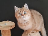 Chat mâle croisé British Shorthair à vendre