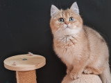 Chat mâle croisé British Shorthair à vendre