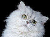 Chat Persan chinchilla disponible pour saillie