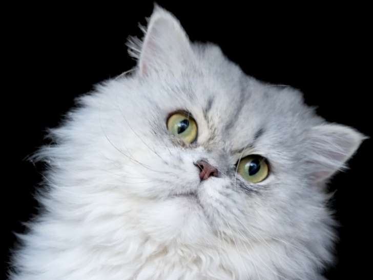 Chat Persan chinchilla disponible pour saillie