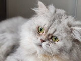 Chat Persan chinchilla disponible pour saillie