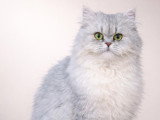 Chat Persan chinchilla disponible pour saillie