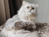 Chat Persan chinchilla disponible pour saillie