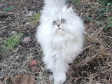 Chat Persan chinchilla disponible pour saillie