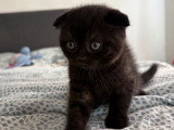 Chaton Scottish Fold noir à vendre