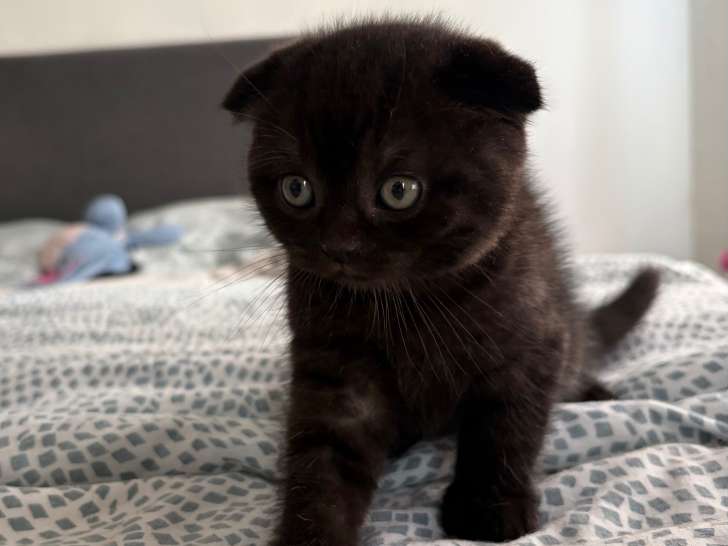 Chaton Scottish Fold noir à vendre