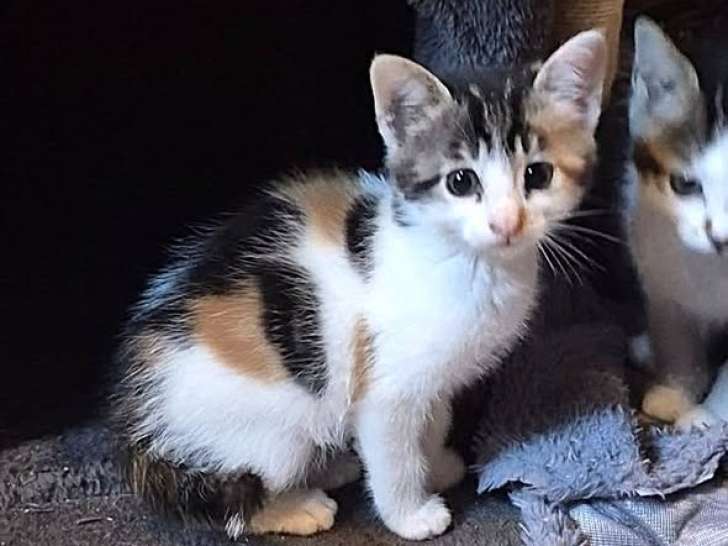 Tina, chatonne à adopter en association