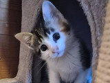 Tina, chatonne à adopter en association
