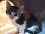 Tina, chatonne à adopter en association