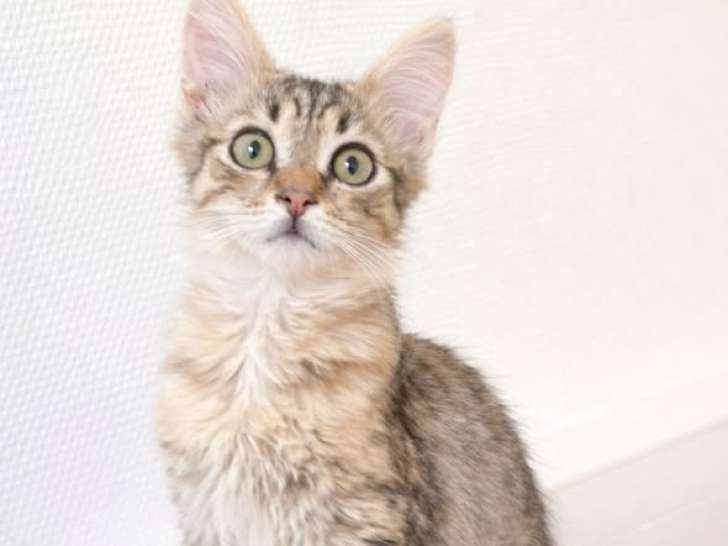 Mochi, chaton à adopter en association