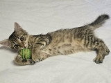 Mochi, chaton à adopter en association