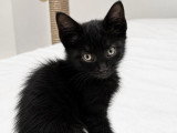 Smoke, chaton à adopter en association