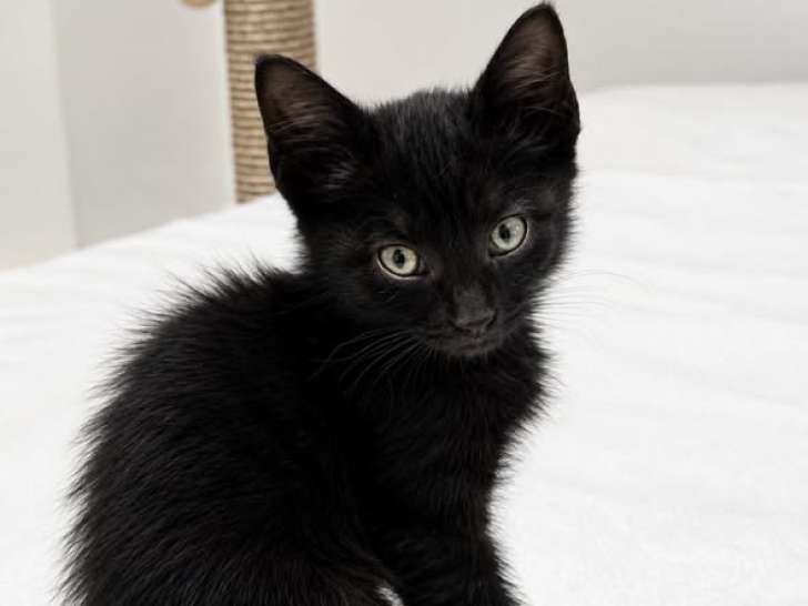 Smoke, chaton à adopter en association