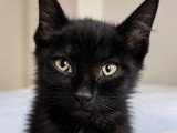 Smoke, chaton à adopter en association