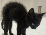 Smoke, chaton à adopter en association