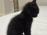 Smoke, chaton à adopter en association