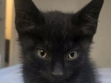 Smoke, chaton à adopter en association