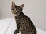 Praline, chatonne tigrée à adopter en association