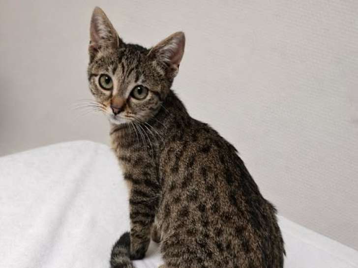 Praline, chatonne tigrée à adopter en association