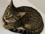 Praline, chatonne tigrée à adopter en association