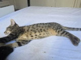 Praline, chatonne tigrée à adopter en association