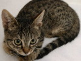 Praline, chatonne tigrée à adopter en association