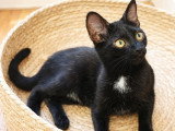 Sirius, chaton à adopter en association