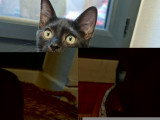 Sirius, chaton à adopter en association