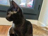 Sirius, chaton à adopter en association