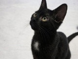Sirius, chaton à adopter en association