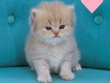 Portée Highland Straight de 4 chatons LOOF nés juin 2026 à vendre