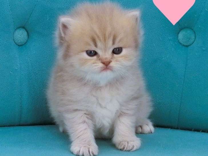 Portée Highland Straight de 4 chatons LOOF nés juin 2026 à vendre