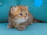 Portée Highland Straight de 4 chatons LOOF nés juin 2026 à vendre