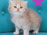 Portée Highland Straight de 4 chatons LOOF nés juin 2026 à vendre