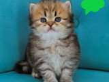 Portée Highland Straight de 4 chatons LOOF nés juin 2026 à vendre
