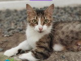 À adopter : chatte tigrée d'un an