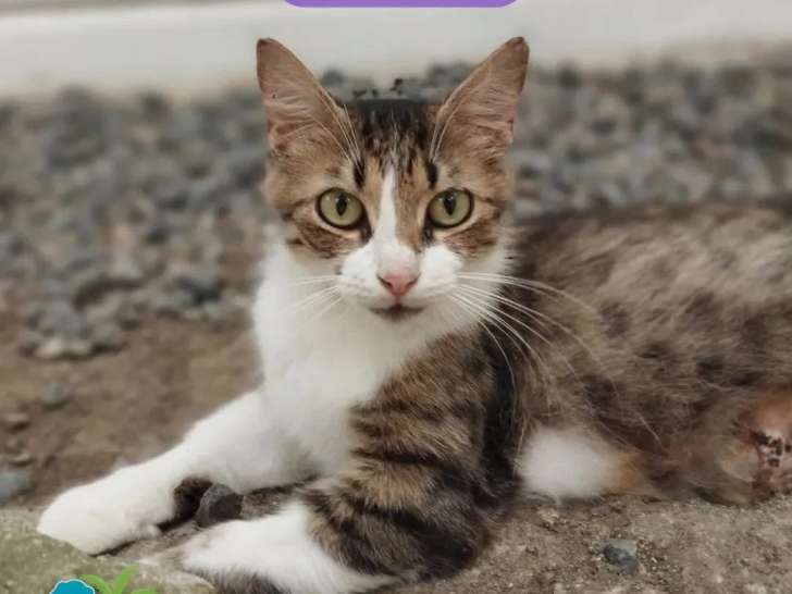 À adopter : chatte tigrée d'un an