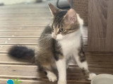 À adopter : chatte tigrée d'un an