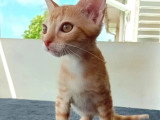 En attente d'un foyer : chaton femelle tigré roux de 4 mois
