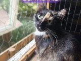 En quête d'un foyer : chatte tricolore d'un an