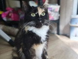 En quête d'un foyer : chatte tricolore d'un an
