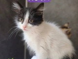 À la recherche d'une famille : chaton femelle noir et blanc de 3 mois