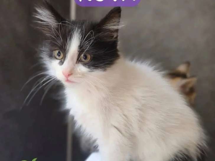 À la recherche d'une famille : chaton femelle noir et blanc de 3 mois