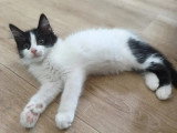 À la recherche d'une famille : chaton femelle noir et blanc de 3 mois
