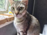 Disponible à l'adoption : chatte tigrée d'un an