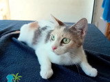 Prête pour l'adoption : chatte tricolore d'un an
