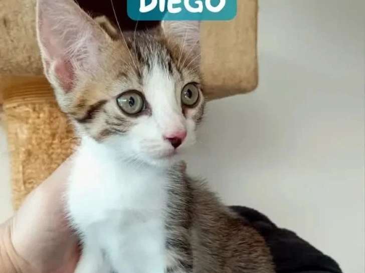 En attente d'adoption : chaton mâle tigré de 2 mois