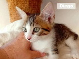 En attente d'adoption : chaton mâle tigré de 2 mois