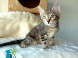 À accueillir : chaton mâle tigré de 2 mois